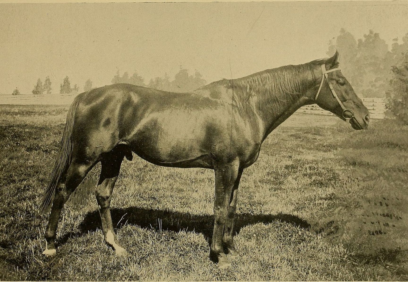 Profile photograph of the racehorse Tammany standing in a pasture